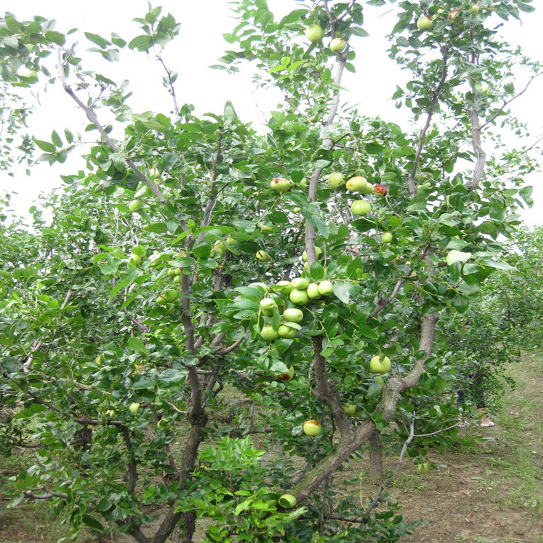 两年枣树苗种植时间、两年枣树苗几月份成熟