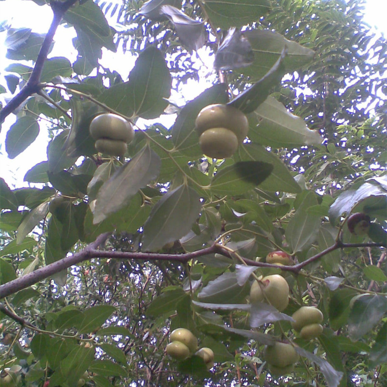 酉陽(yáng)棗樹苗哪里有、酉陽(yáng)棗樹苗包成活
