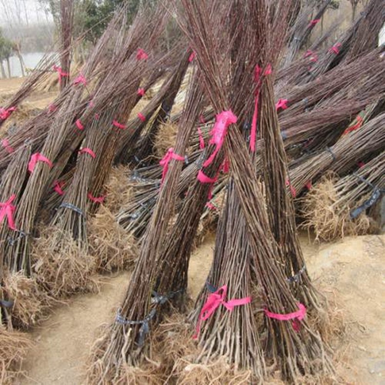 酉陽(yáng)棗樹苗哪里有、酉陽(yáng)棗樹苗包成活