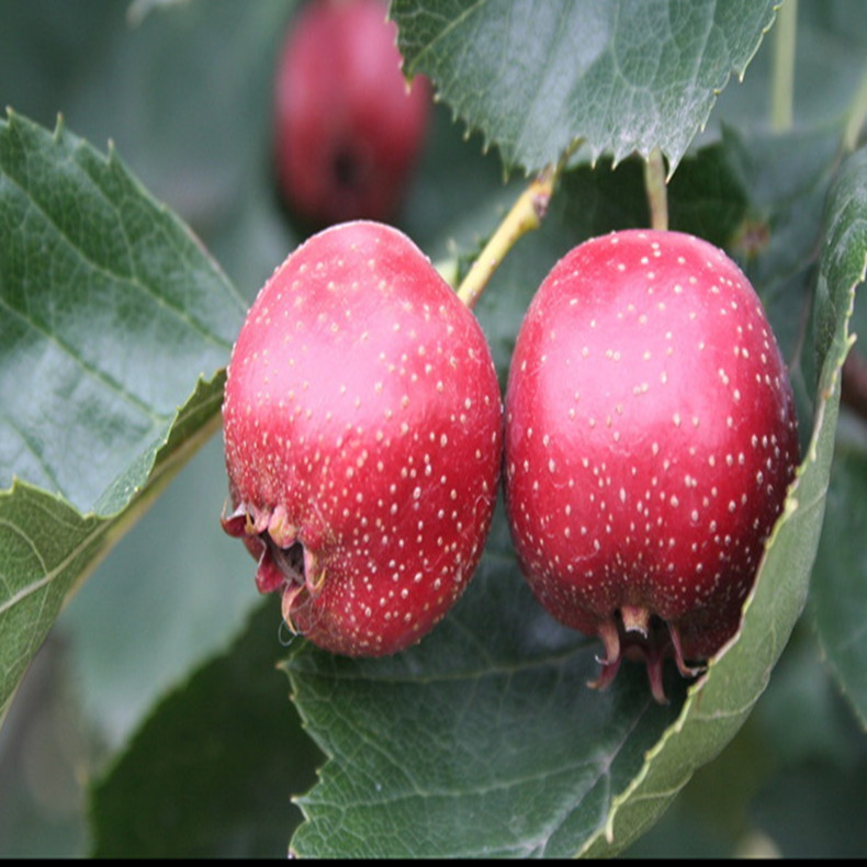 幸運(yùn)李子樹(shù)苗種植技術(shù)視頻