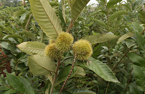 西藏林芝板栗樹(shù)苗、西藏林芝板栗苗零售價(jià)格