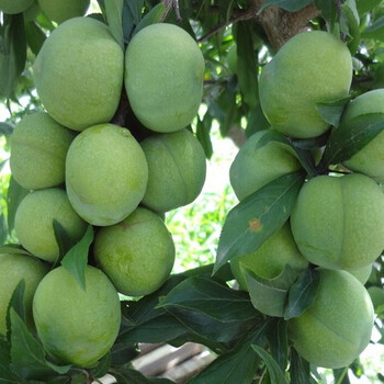 蜂糖李子樹苗批發(fā)