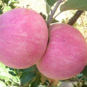 盧灣蘋(píng)果苗、盧灣蘋(píng)果苗木