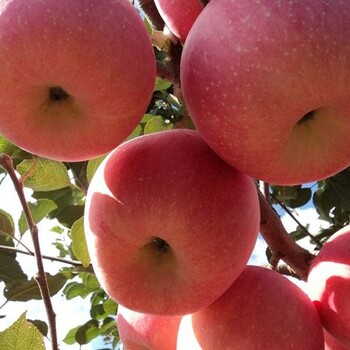 青岛苹果树种苗、青岛苹果苗木基地