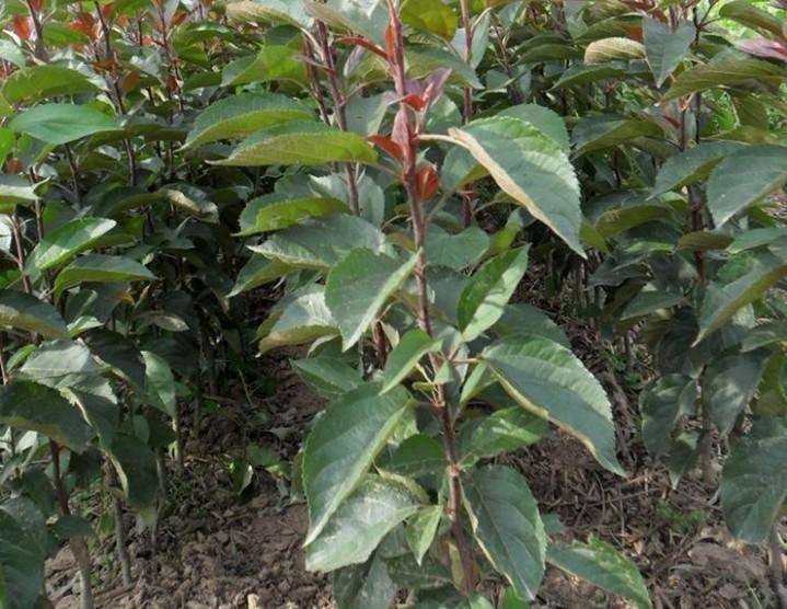 廣元蘋果樹、廣元盆栽蘋果樹苗種植技術(shù)