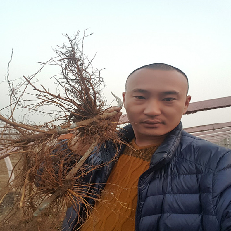 白山蘋果樹苗木、白山蘋果樹苗圖片大全