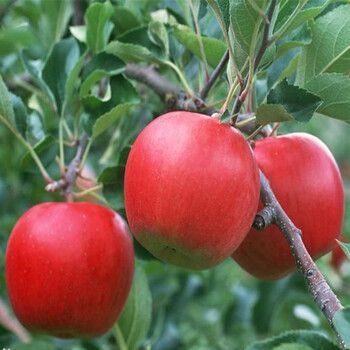 煙富10號(hào)蘋果樹苗木、煙富10號(hào)蘋果樹苗圖片