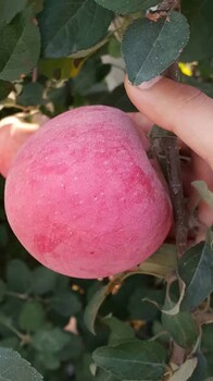 美國(guó)八號(hào)蘋果樹苗木、美國(guó)八號(hào)蘋果樹苗圖片