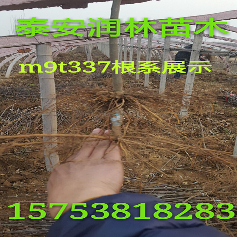 廣元蘋果樹、廣元盆栽蘋果樹苗種植技術(shù)