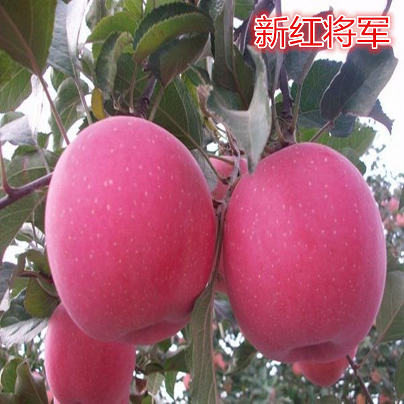 柱狀蘋果樹小苗、柱狀蘋果苗圖片