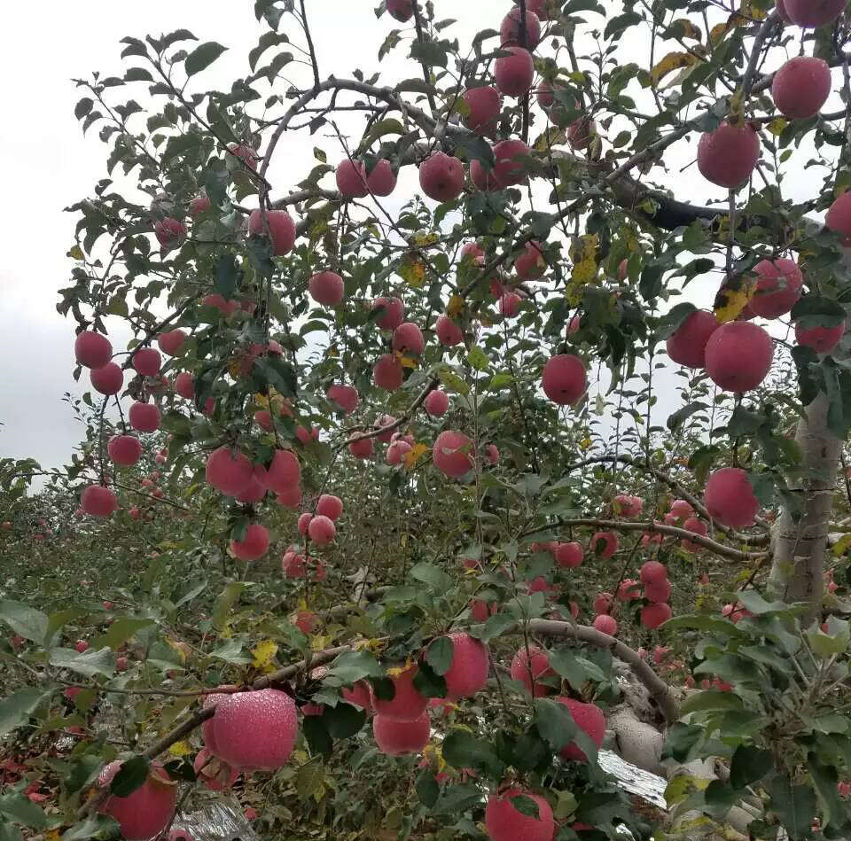 映霜紅玲蘋果樹矮化苗、映霜紅玲蘋果樹苗新品種
