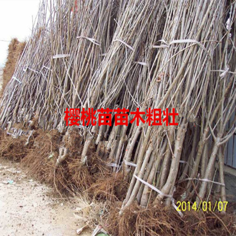昌吉蘋果樹苗木、昌吉蘋果樹苗圖片大全