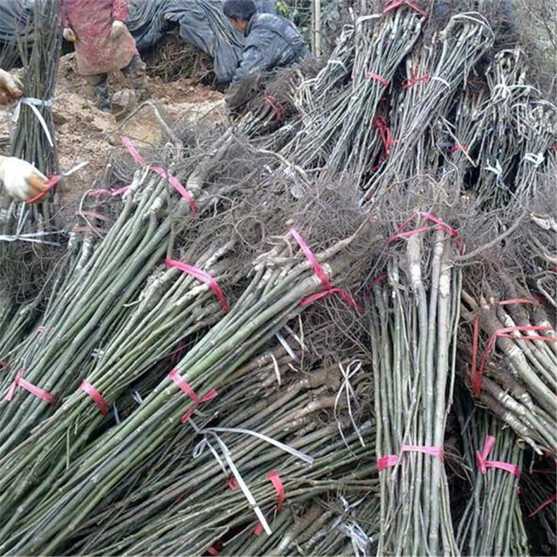 新疆圖木舒克柿子樹苗、新疆圖木舒克柿子樹苗批發(fā)基地