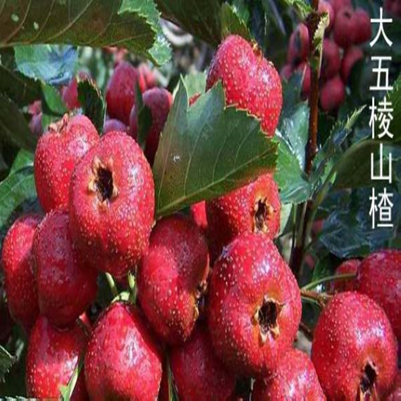 江西九江山楂樹苗、江西九江山楂苗基地