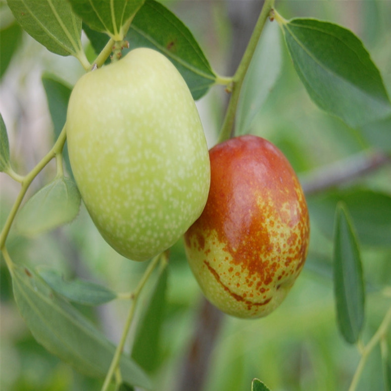 广西北海枣树苗什么时候种植、广西北海枣树苗求购