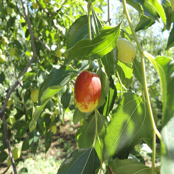 吉林吉林枣树苗种植管理技术、吉林吉林枣树苗成熟期