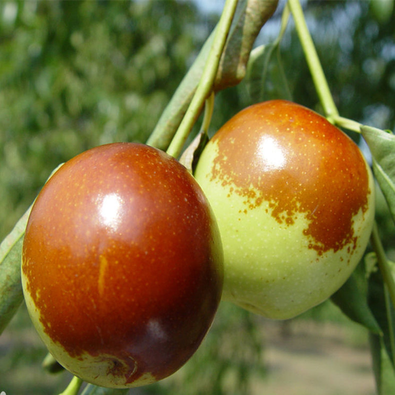 广西北海枣树苗什么时候种植、广西北海枣树苗求购