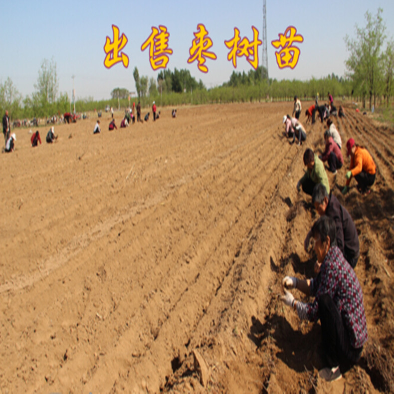 浙江棗樹(shù)苗2019行情、浙江棗樹(shù)苗供應(yīng)