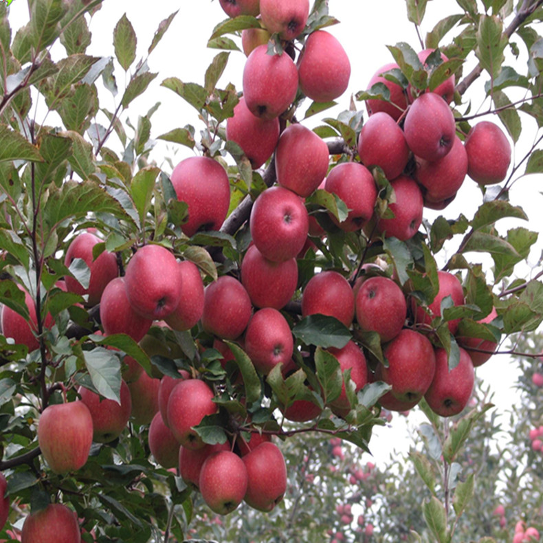 紅將軍蘋果苗包郵價格、嘉定蘋果苗怎么賣