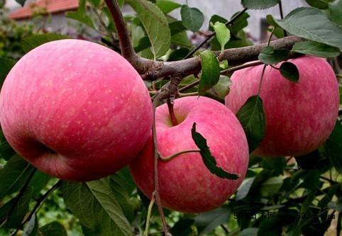 矮化蘋果苗包郵價格、紅色之愛117/06紅肉蘋果苗怎么賣