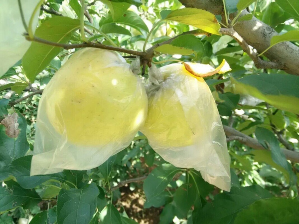 重庆合川苹果苗品种、重庆合川苹果苗哪里有