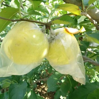 秀水蘋果苗大量出售、紅粉佳人蘋果苗多少錢