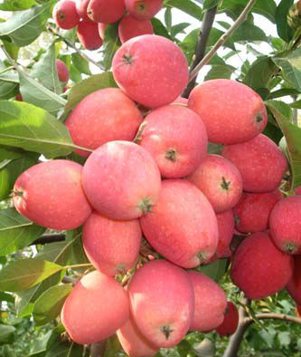 新疆昌吉蘋(píng)果苗圖片、新疆昌吉蘋(píng)果苗現挖現賣(mài)