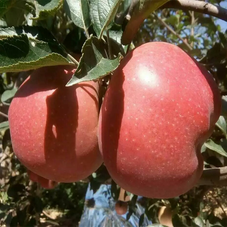 新疆昌吉蘋(píng)果苗圖片、新疆昌吉蘋(píng)果苗現挖現賣(mài)