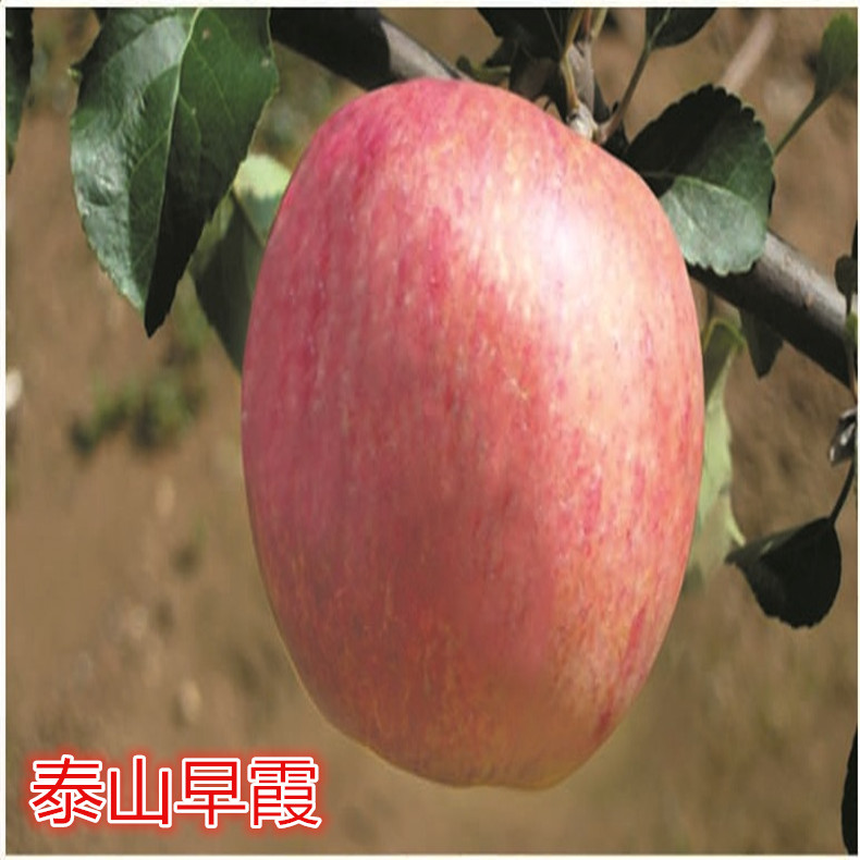 華帥蘋果苗浸水、巫溪蘋果苗適應(yīng)性強(qiáng)