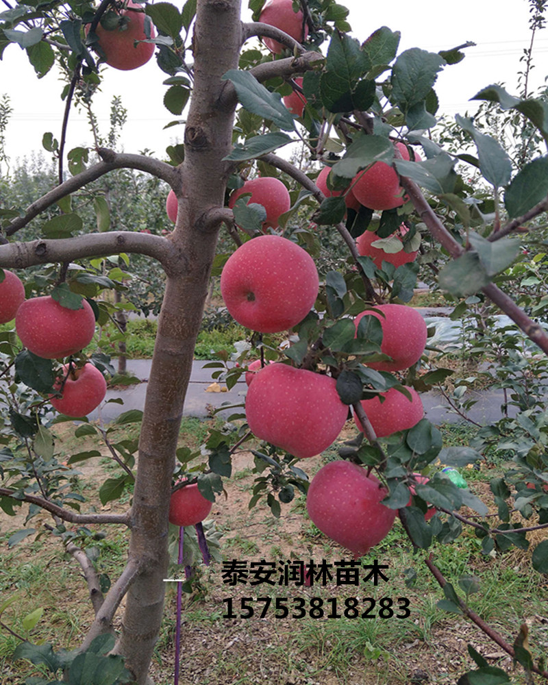 湖北武漢蘋果苗價(jià)格、湖北武漢蘋果苗畝產(chǎn)量多少