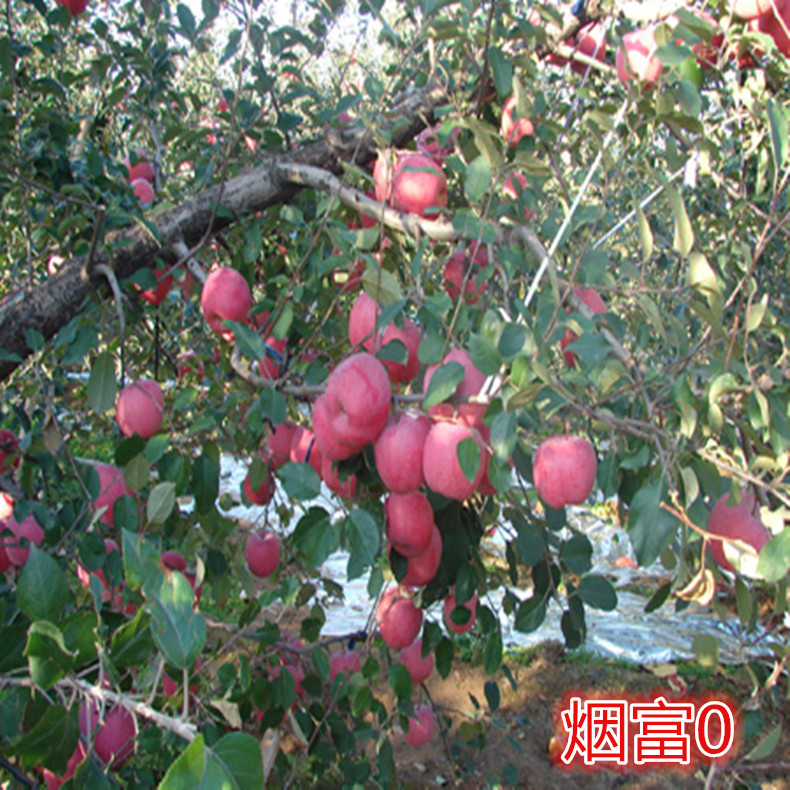 秀水蘋果苗大量出售、紅粉佳人蘋果苗多少錢