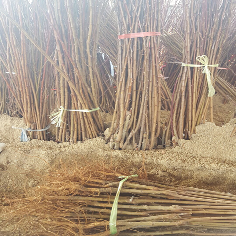 桂林李子樹苗株距行距、桂林李子樹苗繁育技術(shù)規(guī)程