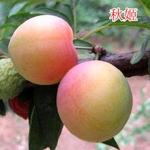北京平谷蘋果苗保濕郵寄、北京平谷蘋果苗適應(yīng)性強(qiáng)