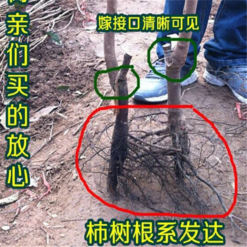 淄博柿子樹小苗耐旱耐寒、淄博柿子樹小苗適應(yīng)性強(qiáng)