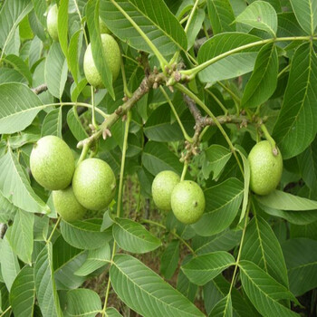 濟(jì)寧核桃樹(shù)種苗供應(yīng)商、濟(jì)寧核桃樹(shù)種苗多少錢(qián)一株