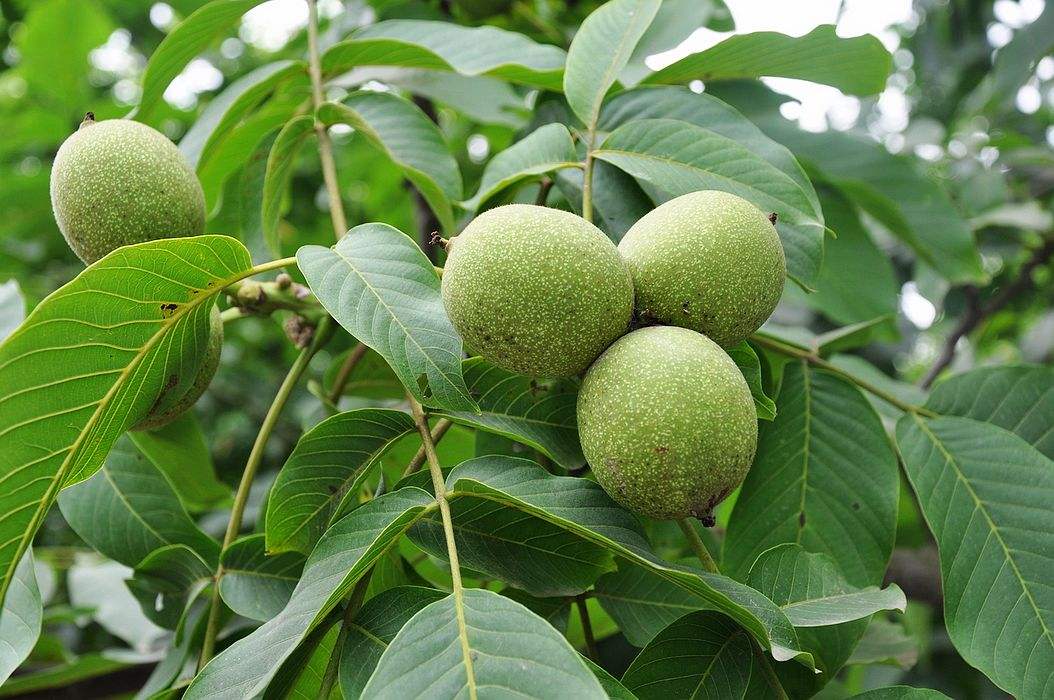 山東豐輝核桃樹小苗價格行情