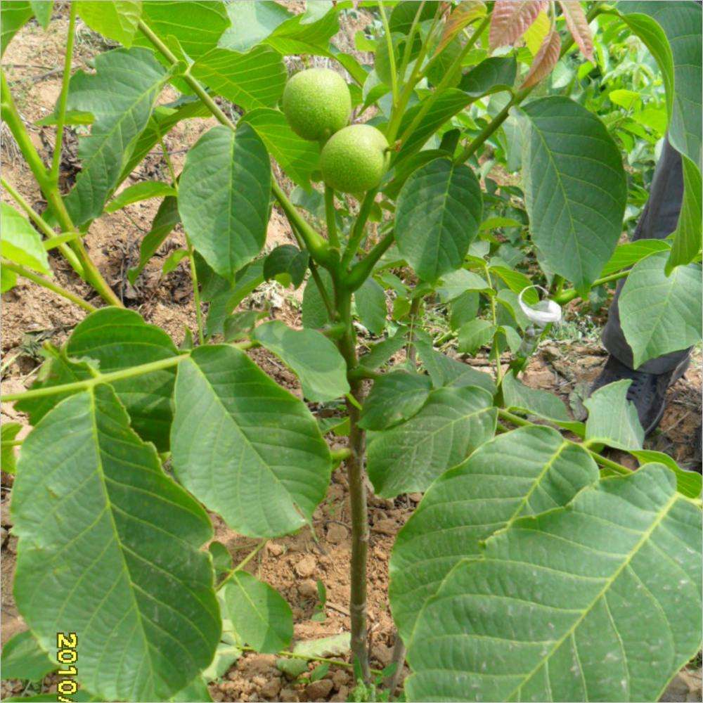 東城核桃樹小苗畝產(chǎn)量多少、東城核桃樹小苗怎么賣