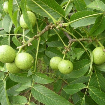東城核桃樹小苗畝產(chǎn)量多少、東城核桃樹小苗怎么賣