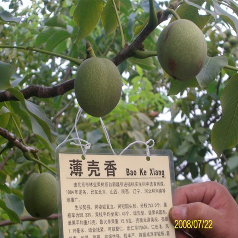陽平核桃樹種苗咋樣育苗、陽平核桃樹種苗銷售