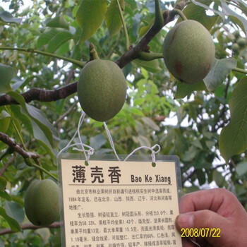 三公分魯香核桃樹小苗供應(yīng)信息
