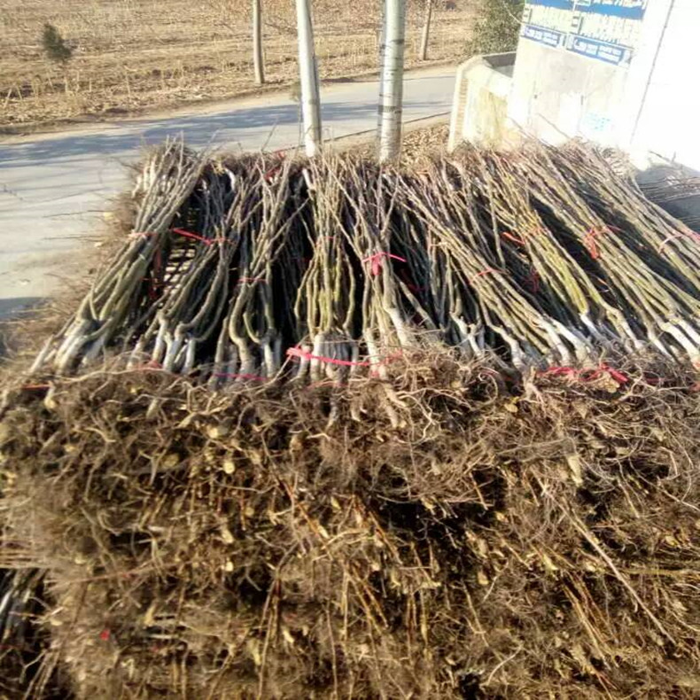 山西核桃樹種苗全國包郵、山西核桃樹種苗品種