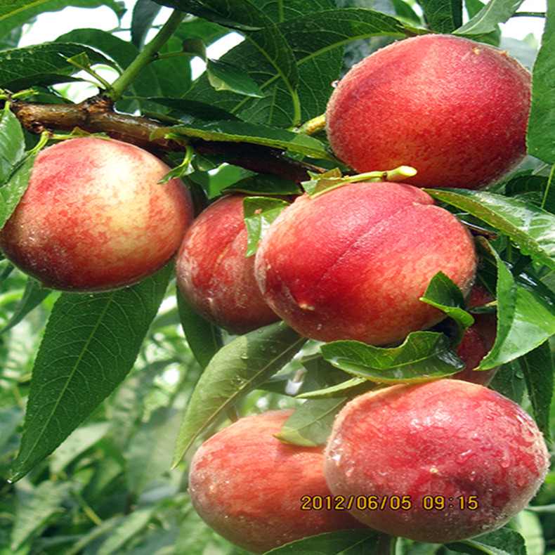工布江達(dá)中油5號(hào)桃樹 工布江達(dá)中油5號(hào)桃樹中油5號(hào)桃