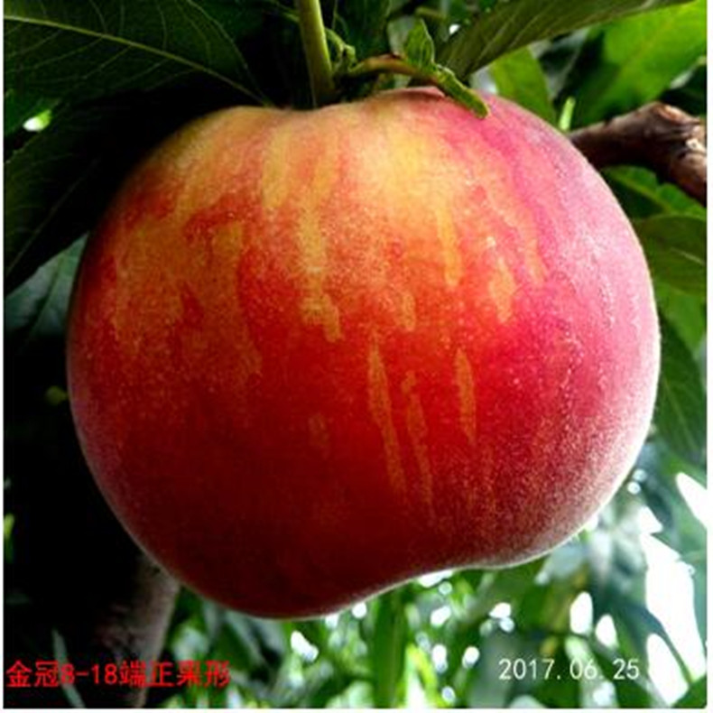 白河中蟠11號桃樹 白河中蟠11號桃樹中蟠11號桃