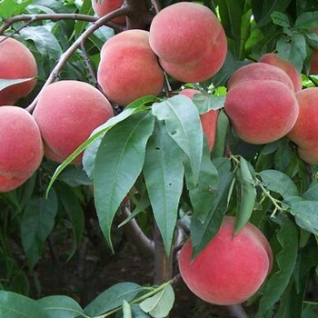 秦淮區(qū)夏甜桃樹秦淮區(qū)夏甜桃樹夏甜桃