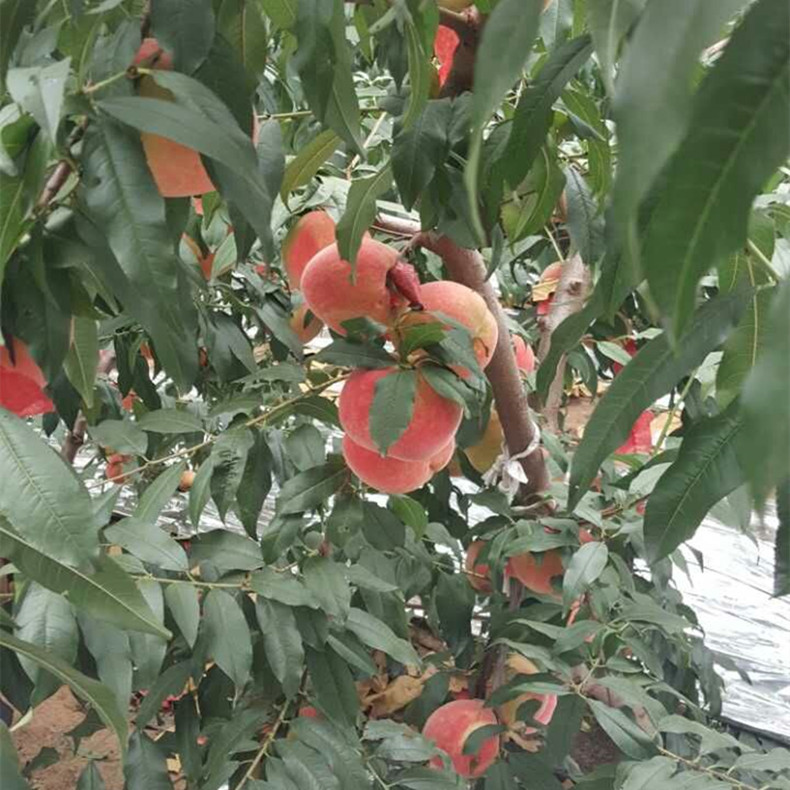 通山紫金紅2號桃成苗 通山紫金紅2號桃成苗紫金紅2號桃
