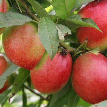 豐鎮(zhèn)中華福桃樹豐鎮(zhèn)中華福桃樹中華福桃