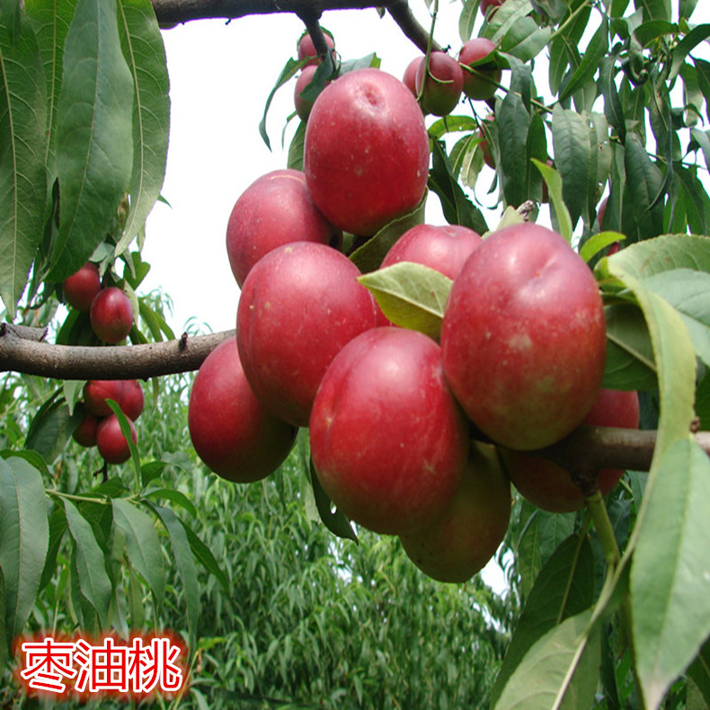 白河中蟠11號桃樹 白河中蟠11號桃樹中蟠11號桃