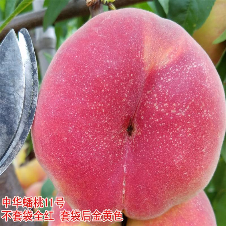 宜都早鳳王 桃成苗 宜都早鳳王 桃成苗早鳳王 桃