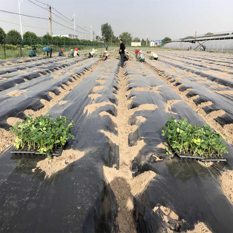 大頭1號草莓苗、大頭1號草莓苗株距行距
