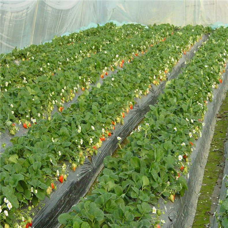 大頭1號草莓苗、大頭1號草莓苗株距行距
